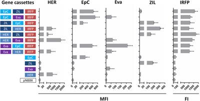 Introduction of Modified BglBrick System in Lactococcus lactis for Straightforward Assembly of Multiple Gene Cassettes